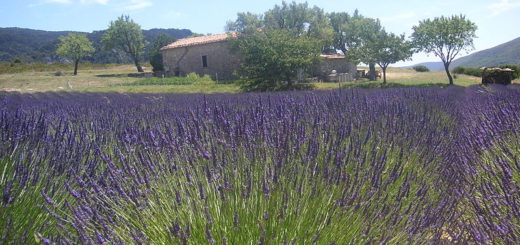Odpočinek najdete v Provence