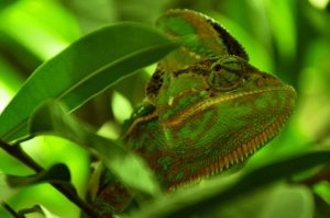Terarium pro chameleona